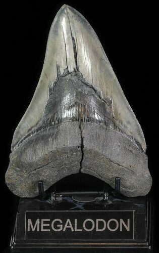 Fossil Megalodon Tooth - Serrated Blade #64775